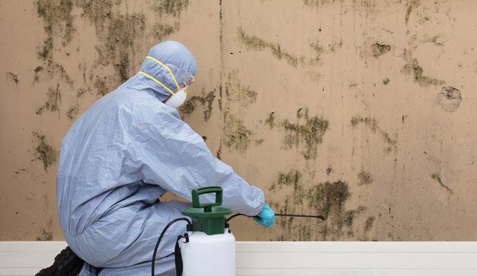 Mold Cleanup Services in Idaho Falls, ID