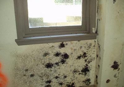 A Guide to Preventing Mold in Your Home