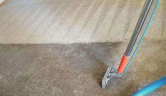 Dirty Carpets Are a Breeding Ground