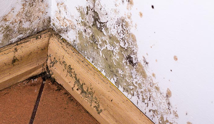 Places Mold Can Hide in Your Home