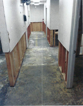 Mold remediation and removal at a mold cleanup