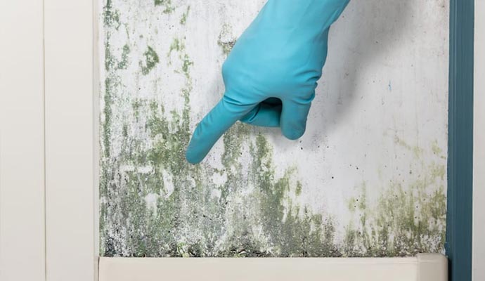 How to test your Mold in Idaho Falls, ID with All American Cleaning